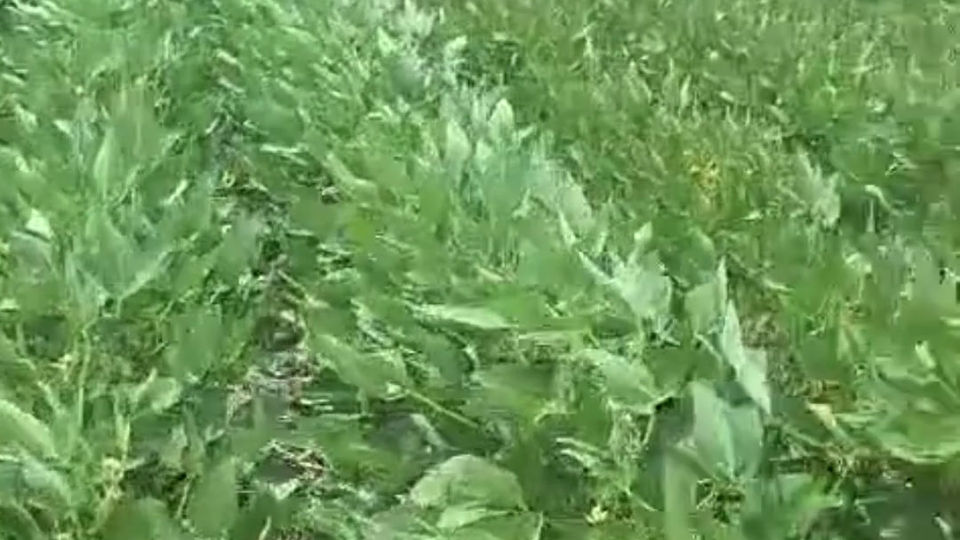 Estado del ensayo de la RECSO en INTA Paraná